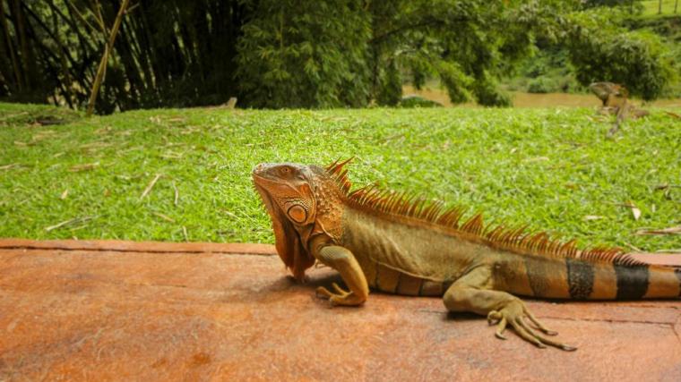 iguana